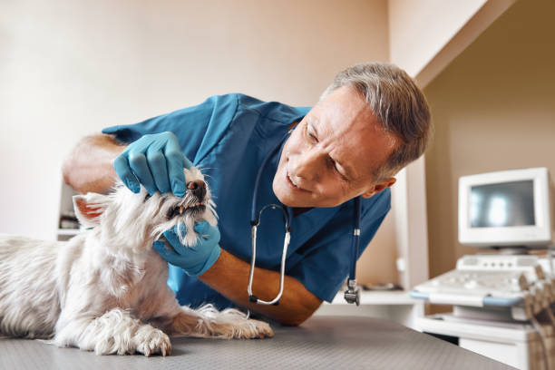 Best 24-Hour Emergency Dentist in South Pekin, IL